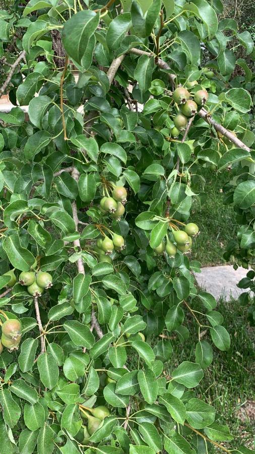 Tenuta Sidore Cursi Dış mekan fotoğraf