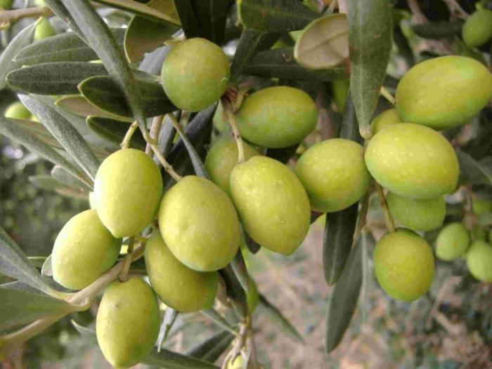 Tenuta Sidore Cursi Dış mekan fotoğraf
