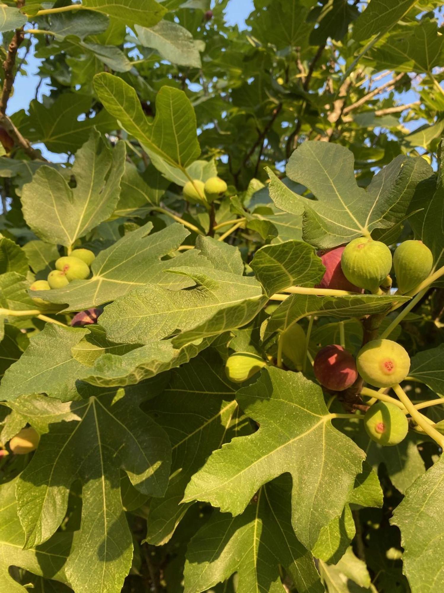 Tenuta Sidore Cursi Dış mekan fotoğraf